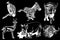 Vector set of animals isolated on black background, African collection elements