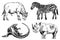 Vector set of animals isolated on white background, African collection elements