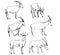 Vector set of antelopes