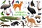 Vector set of Australian animals, birds, reptiles, insects and reptiles.