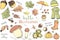 Vector set of autumn items. Cartoon colored isolated objects on a white background.