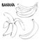 Vector set with bananas: bunch of bananas, unpeeled banana, peeled banana.