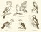 Vector set of birds: crow, hoopoe, oriole, woodpecker, jay, gold