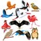 Vector set of birds like eagle, woodpecker, stork, flamingo, parrot and owl