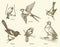 Vector set of birds: Swallow, Sparrow, Magpie, Pigeon, Canary, T
