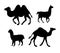 Vector set of black llamas and camels silhouette