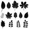 Vector set with black simple leaf silhouettes