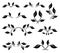 Vector set. Black stylized leaves silhouettes isolated on white.