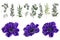 Vector set of blue anemones and plants