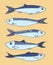 Vector set of blue sardines. hand-drawn sketch-style collection of small SARDINE fish, blue-gray color with a blue outline, side v