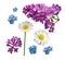 Vector set of branches of lilac daisy and forget-me-not flowers isolated on a white background.