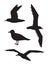Vector set bundle of black sea gull silhouette