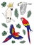 Vector set bundle of hand drawn colored parrots
