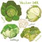 Vector set with cabbage, cauliflower, cole, broccoli, and savoy