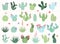 Vector Set of Cactus and Succulent Plants