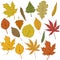 Vector Set of Cartoon Autumn Tree Leaves.