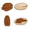Vector Set of Cartoon Color Pecan Nuts