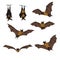 Vector Set of Cartoon Flying Foxes