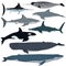 Vector set of cartoon sea animals. White shark, bottlenose dolphin, narwhal, hammerhead shark, blue whale, sperm whale, swordfish