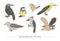 Vector set of cartoon style hand drawn flat funny cuckoos, woodpeckers, owls, raven, wren. Cute illustration of woodland birds for
