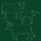 Vector Set of Chalk Sketch Cattle