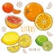 Vector set with citrus fruit: lemon, lime, orange, tangerine