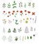 Vector set of colored flowers, herbs, plants.