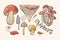 Vector set of colored forest mushrooms. Hand draws. Inscription. Assortment of mushrooms, white mushroom, honey mushrooms,