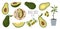 Vector set of colorful avocado - half, slice, whole, sliced into a sandwich and avocado tree with leaves in pot. Hand draw flat