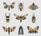 Vector set of colorful insects with hand drawn abstract texture. Beetle, butterfly, moth collection.