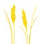 Vector set of colorful, realistic, isolated wheat and rye spikelets