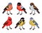 Vector set with cute little birds in cartoon style. Song birds, winter birds. Red cardinal, bullfinch, tit, finch and