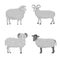 Vector set Cute Sheep and Ram retro illustration. Standing Sheeps silhouette on white. Farm fanny milk young