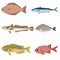 Vector set of difference kind of fish, river and sea food