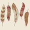 Vector set of different feathers