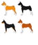 Vector set of dogs basenji breed , all colors