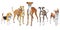 Vector set of Dogs different breed