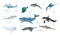 Vector set of dolphin, anglerfish, swordfish, whale, shark, sawfish, beluga, atlantic torpedo, hammerhead.