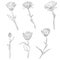 Vector set of drawing calendula flowers