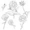 Vector set of drawing calendula flowers