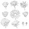 Vector set of drawing calendula flowers