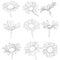 Vector set of drawing daisy flowers