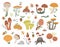 Vector set of flat funny mushrooms with berries, leaves and insects. Autumn clip art for childrenâ€™s design. Cute fungi