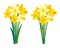 Vector set of floral illustrations isolated on white. Early spring garden flowers. Yellow narcissus. Growing daffodils