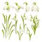 Vector set of flowers of Galanthus. Collection of Botanical illustration. Spring bouquet of snowdrops. Flower isolated