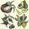 Vector set of food and cosmetic care ingredients. Avocado, jojoba, olive plant, coconut, shea butter fruit.