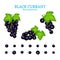 Vector set of a fresh black currant. Berries one by one and groups on branches and leaves. Collection of ripe black