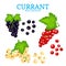 Vector set of a fresh currant. White black and red berries one by one and groups on branches and leaves. Collection of