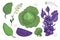 Vector set with fresh white cabbage, purple cabbage, green broccoli, purple brussels sprouts, leaves, seeds and yellow flowers.