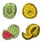 Vector set of fruit slices: watermelon,fruit, kiwi, pineapple, grapefruit, apple. Collection of summer food. Fresh fruits are